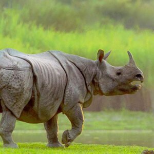 Wildlife tours India